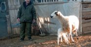 Dört Memeli Koyun, Veterineri Bile Şaşırttı! İnek Gibi Süt Veriyor